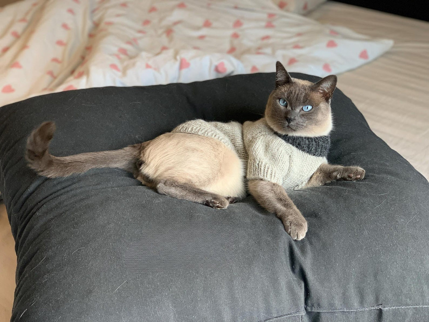 Easy Pet Sweater Knitting Pattern