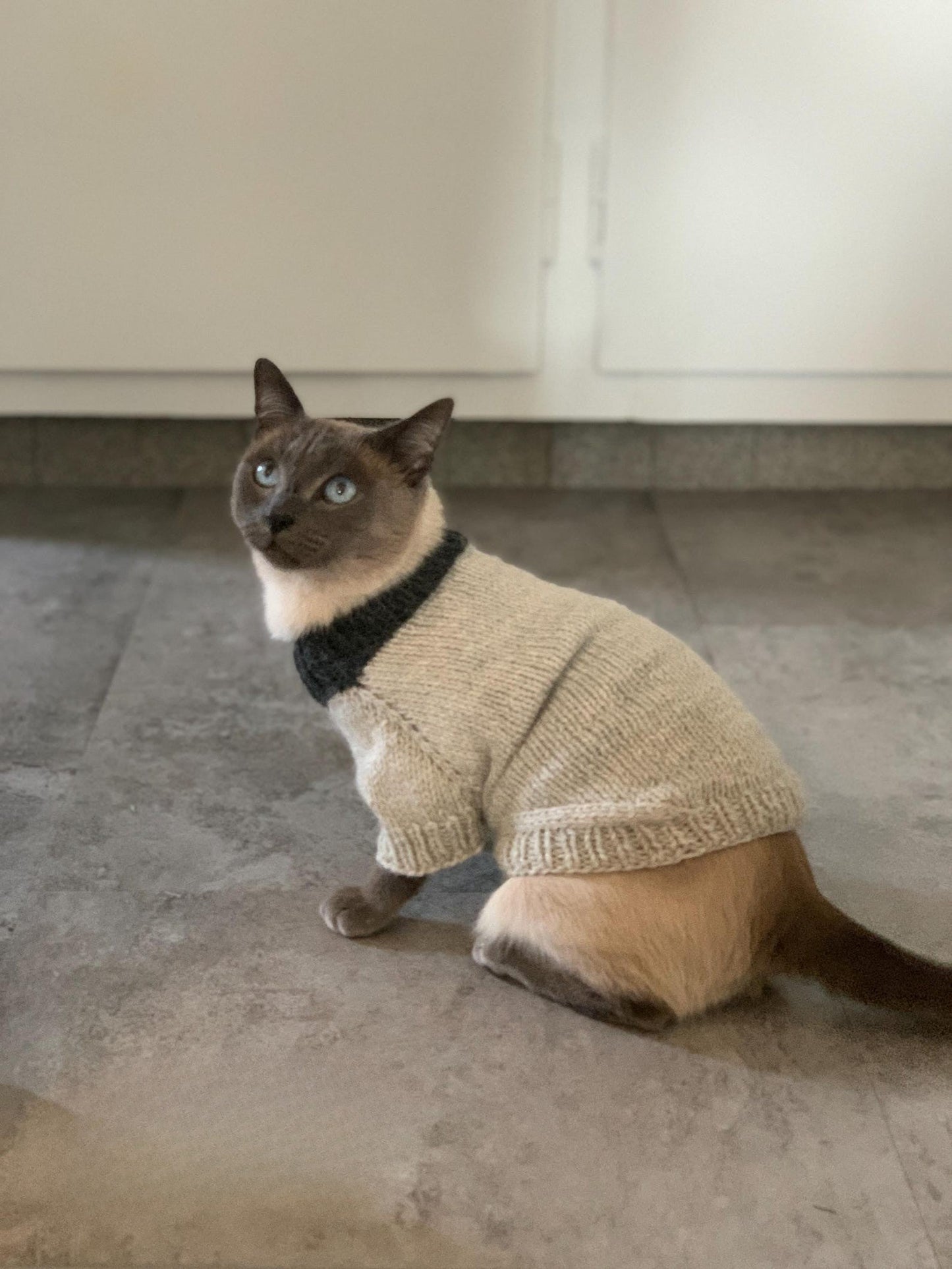 Easy Pet Sweater Knitting Pattern