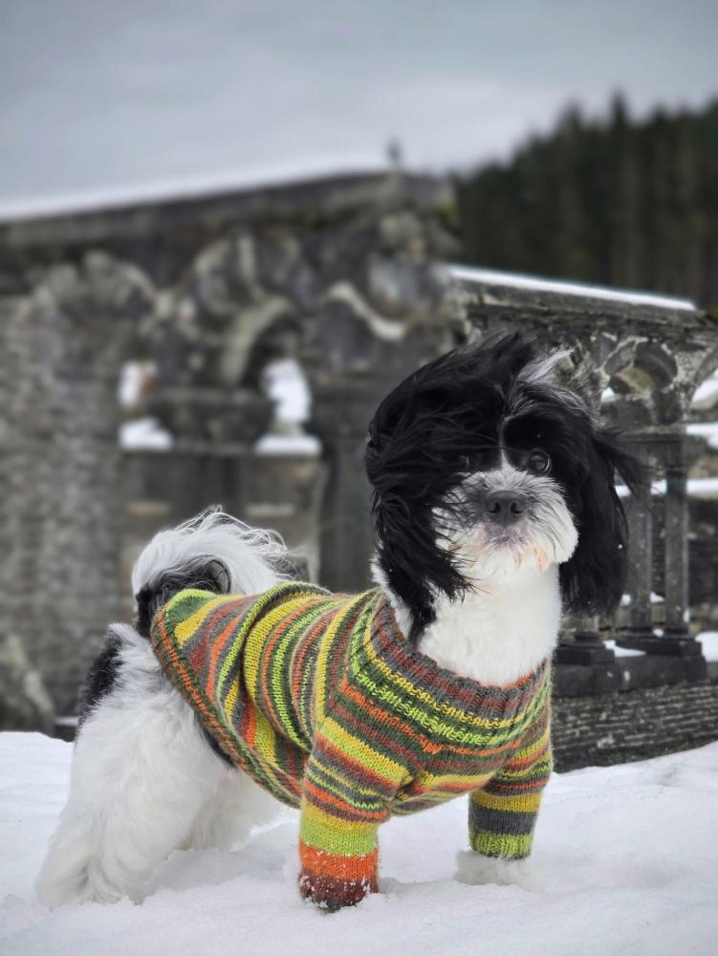 Custom Dog Sweater - Knit Pattern